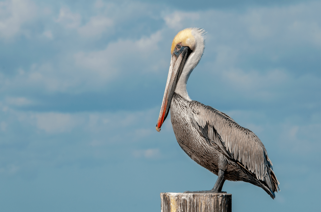 pelican